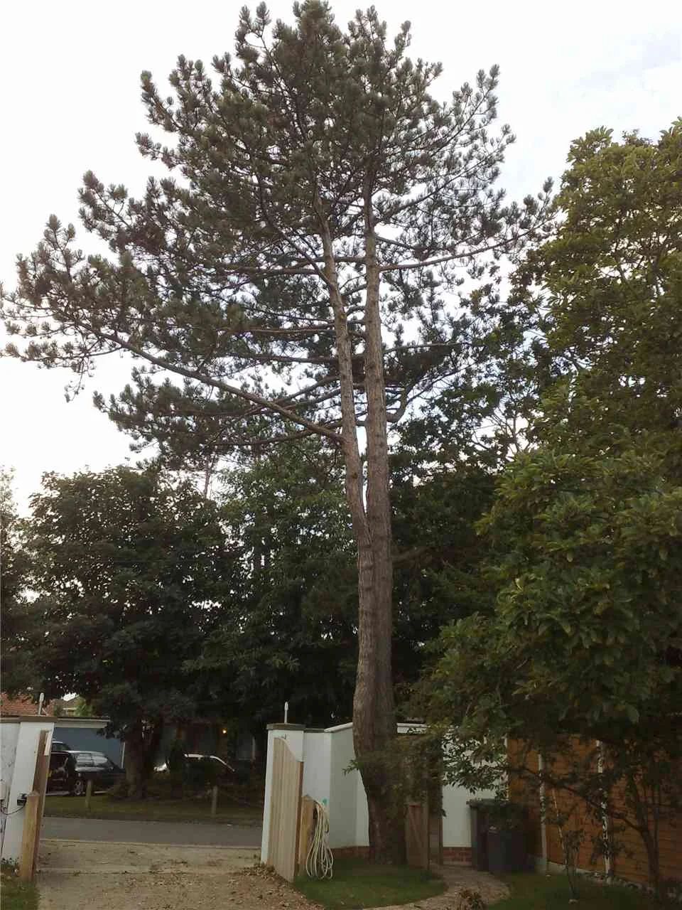 2010 photo 106