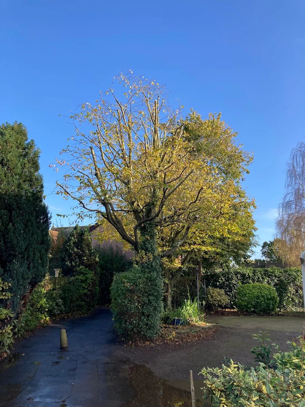 Garden Maintenance photo 68