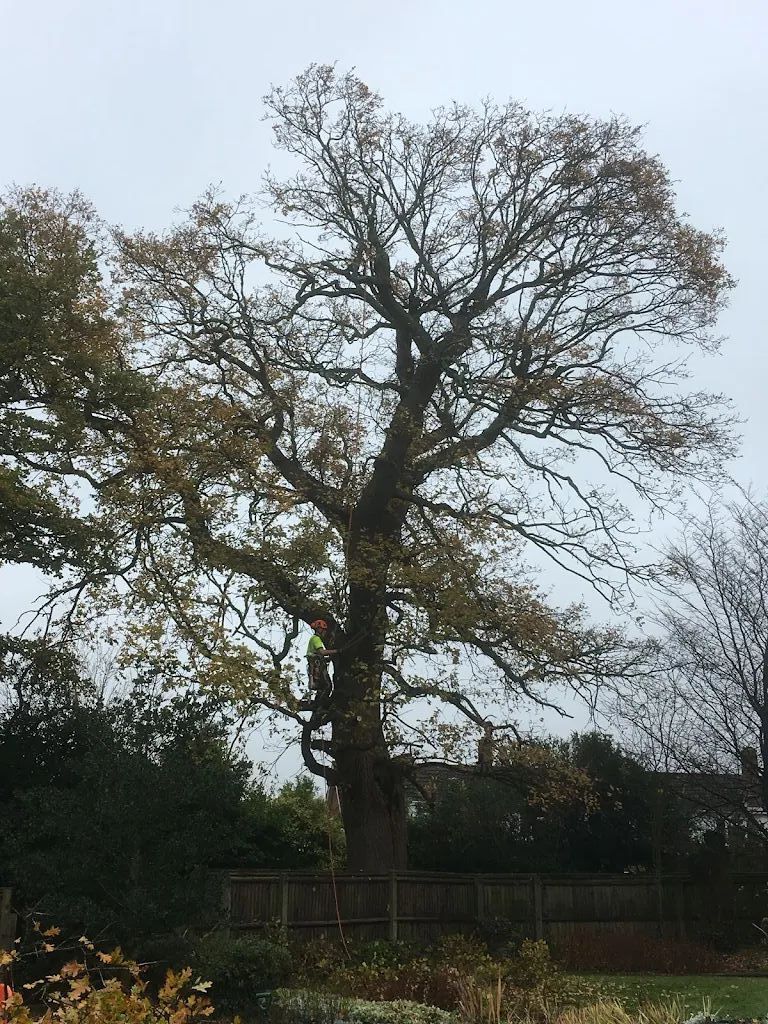 Tree Care photo 204