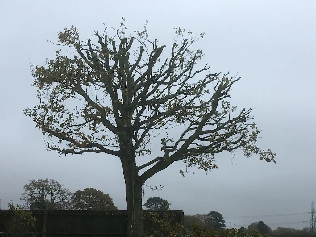 Tree Care photo 205