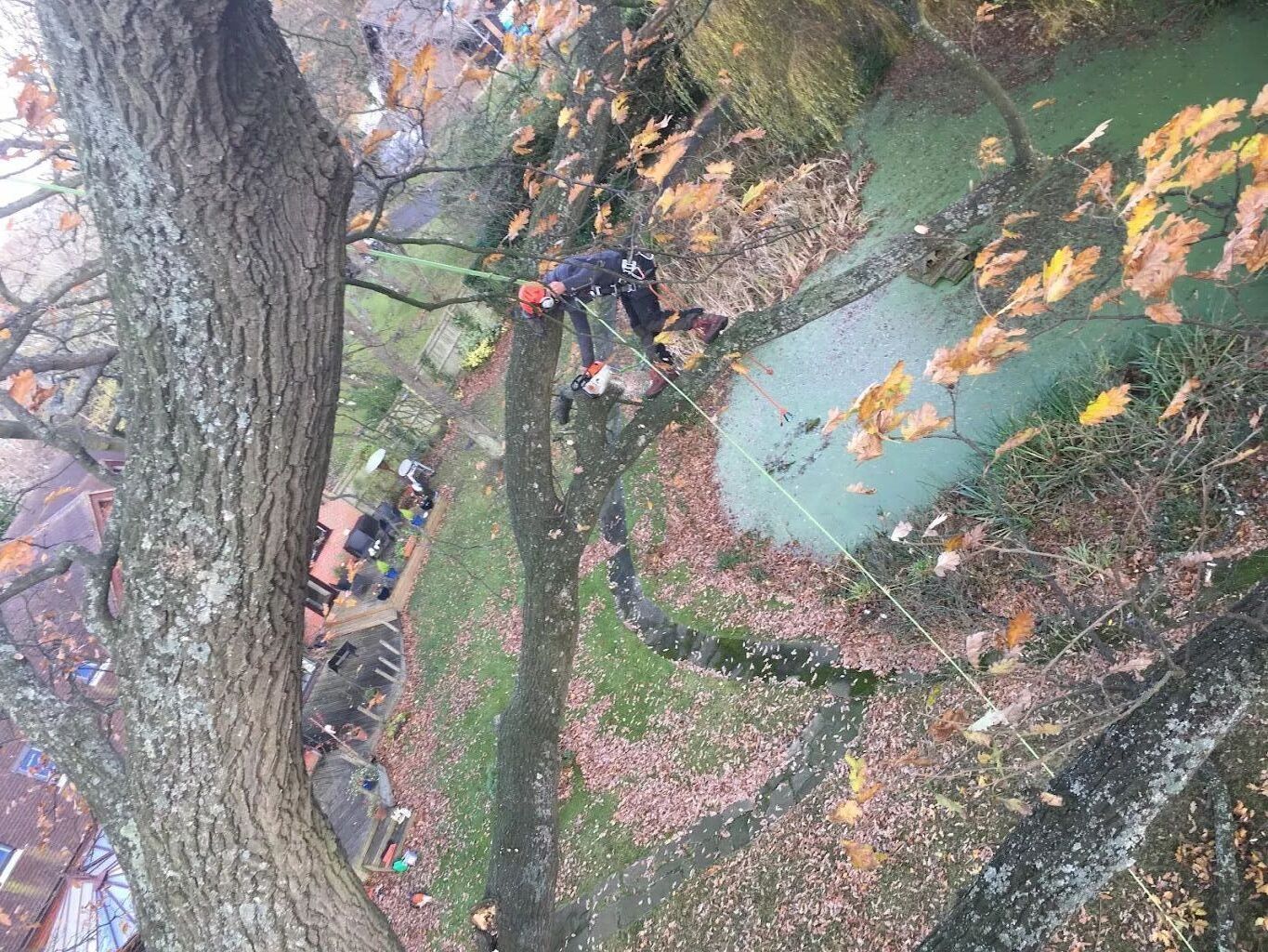 Tree Care photo 206