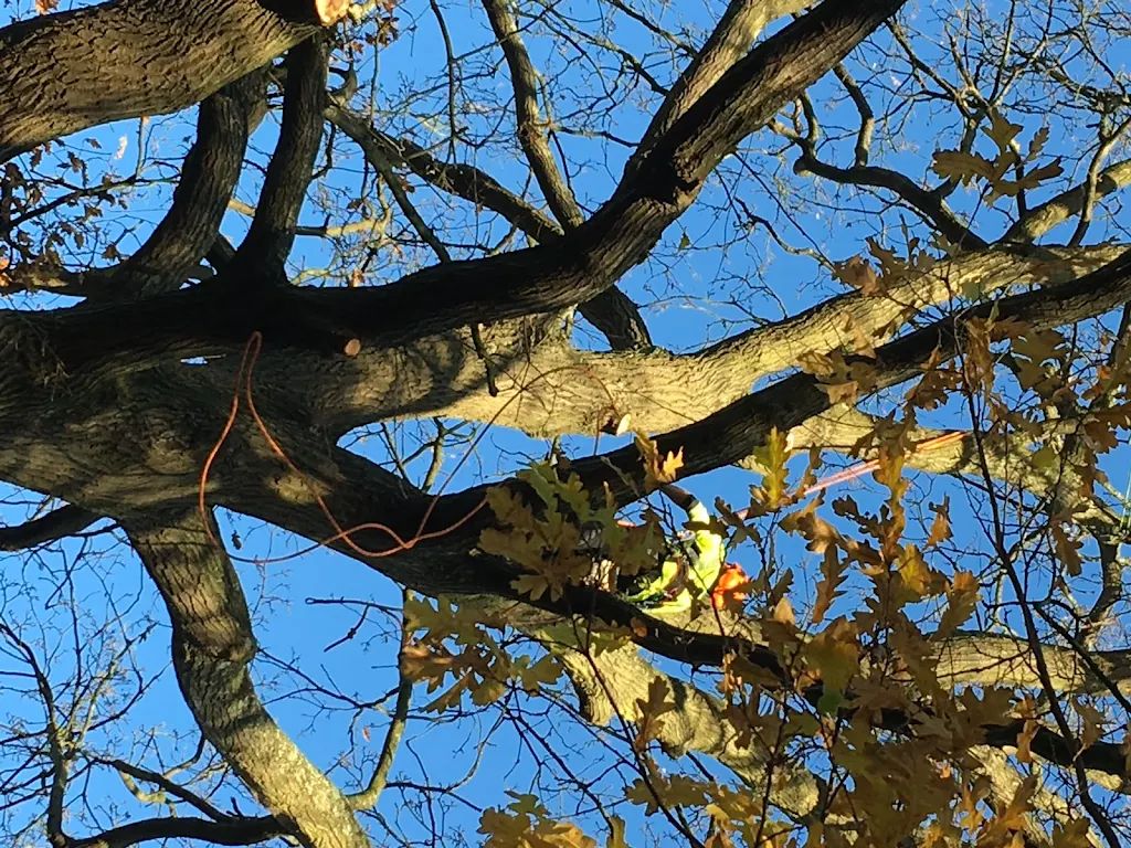Tree Care photo 207