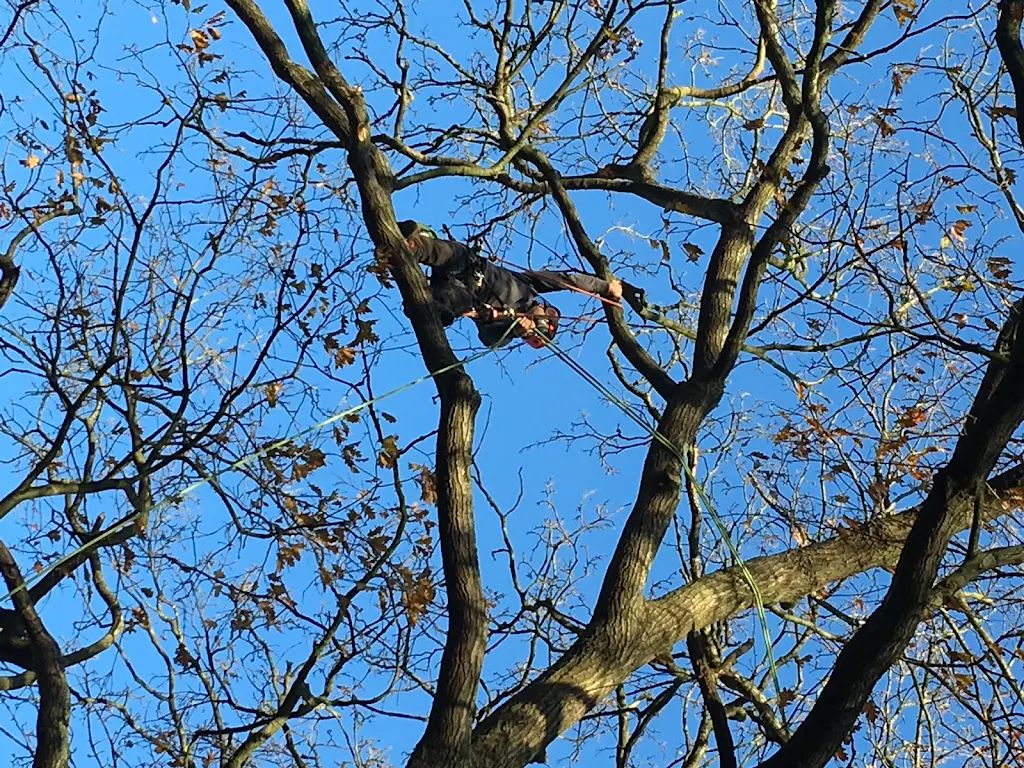 Tree Care photo 208