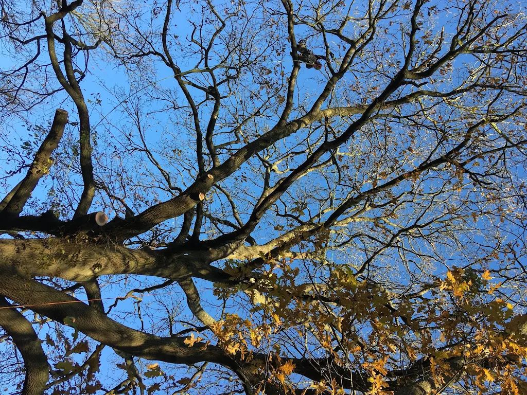 Tree Care photo 209