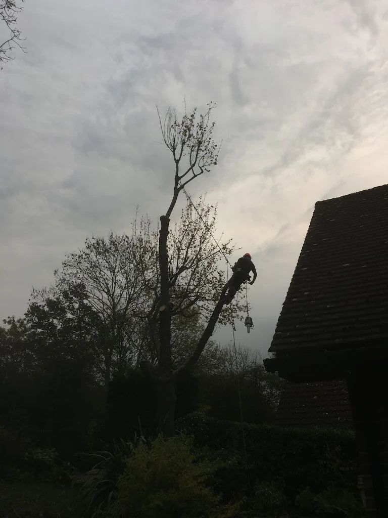 Tree Care photo 210