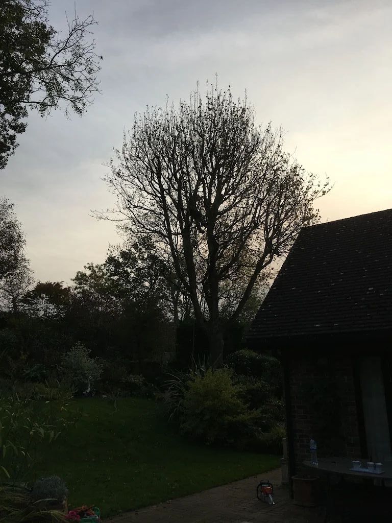 Tree Care photo 211