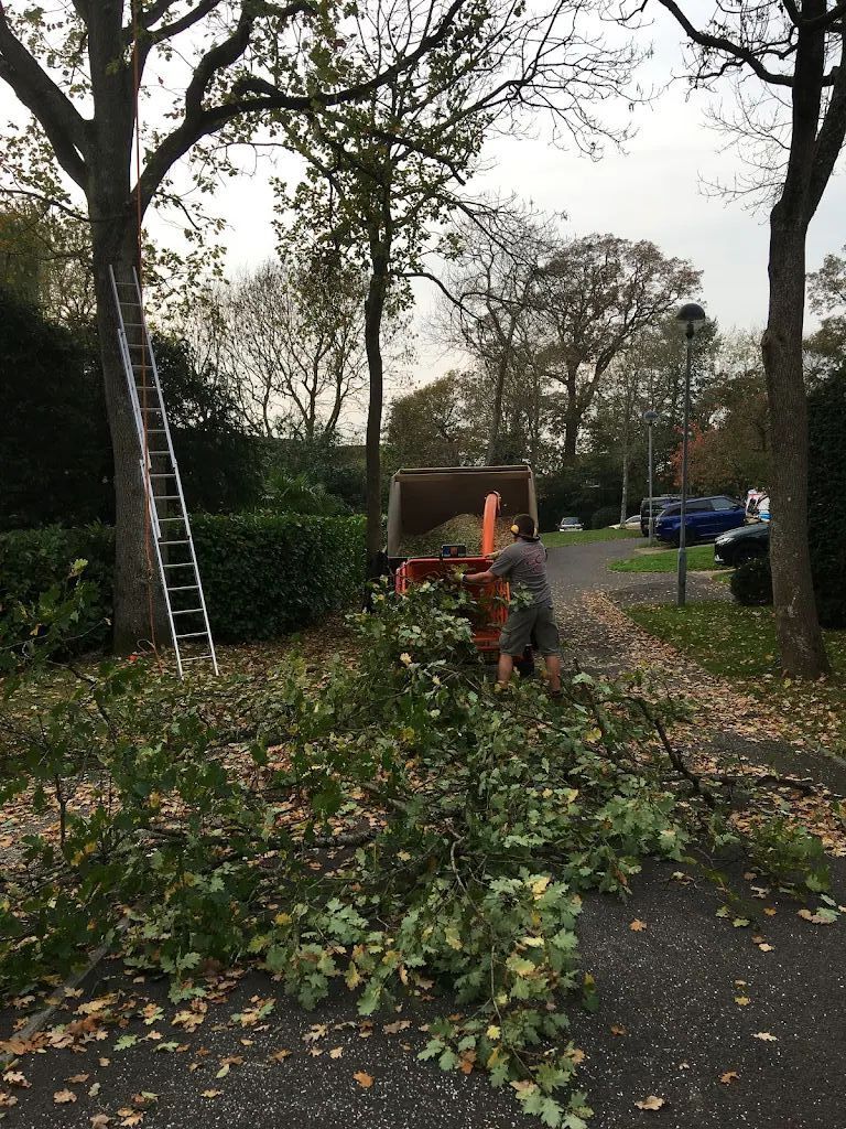 Tree Care photo 213