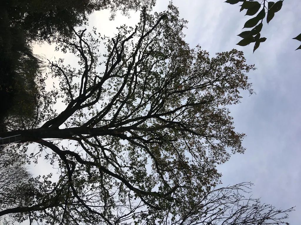 Tree Care photo 214