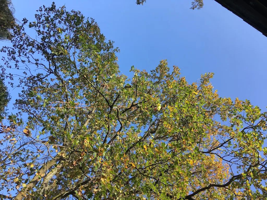 Tree Care photo 215