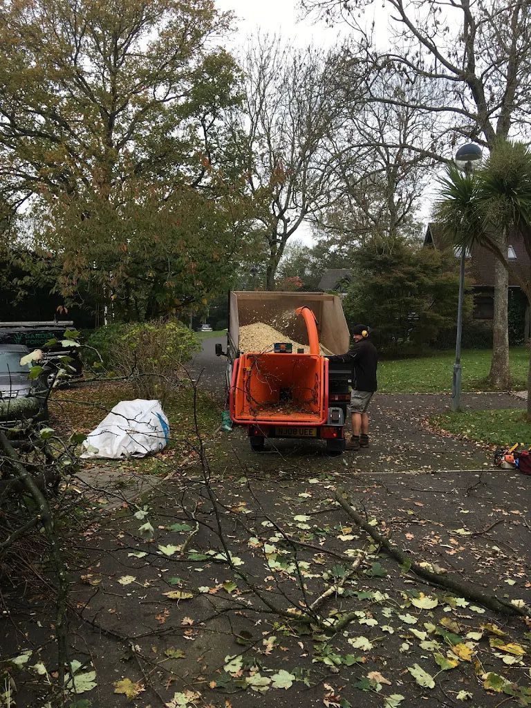 Tree Care photo 218