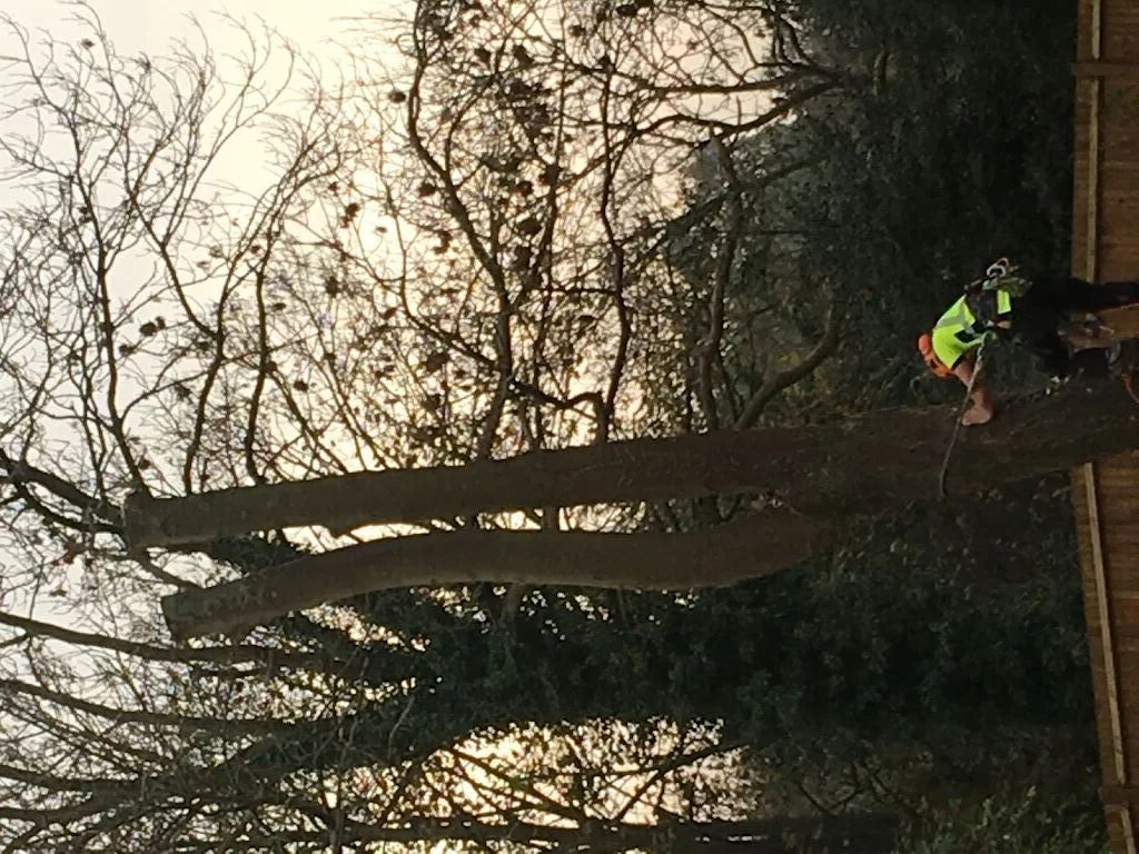Tree Care photo 219