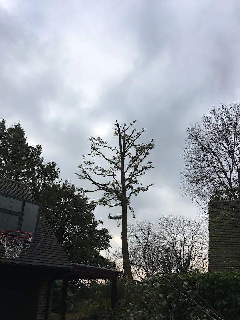 Tree Care photo 220