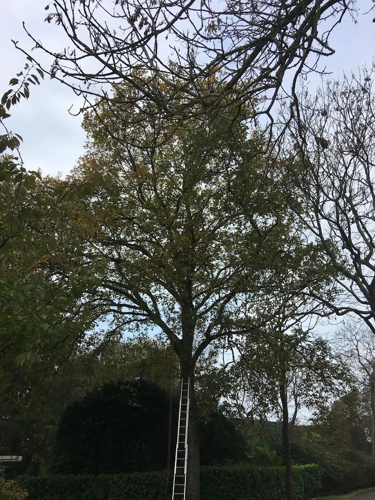 Tree Care photo 221