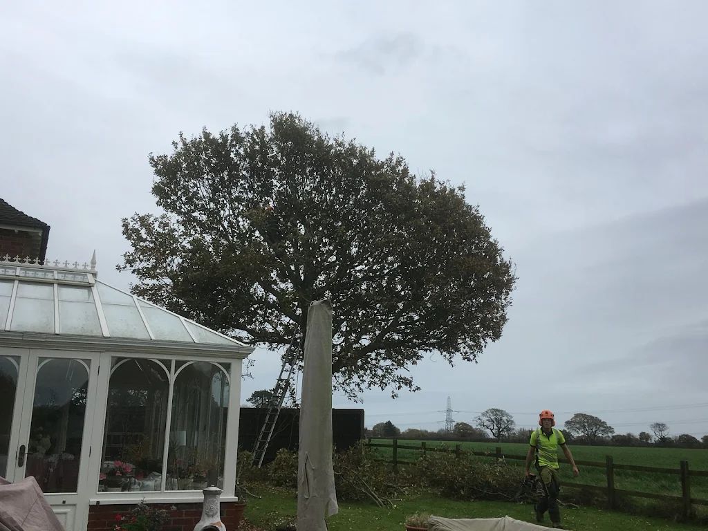Tree Care photo 222
