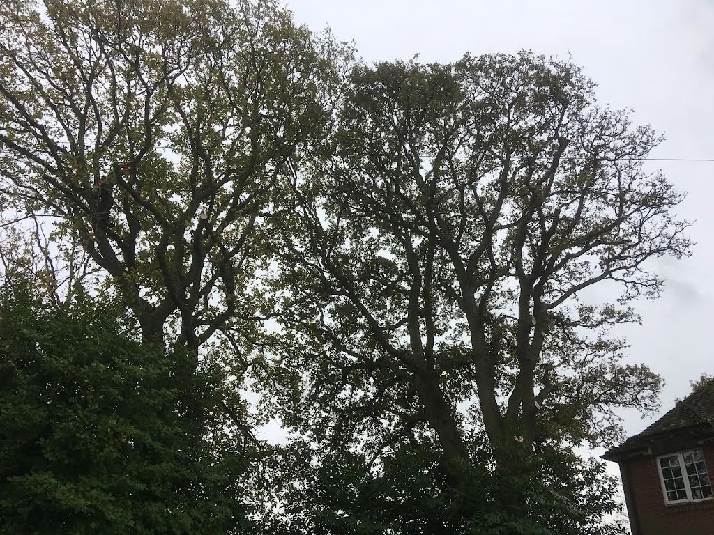 Tree Care photo 224
