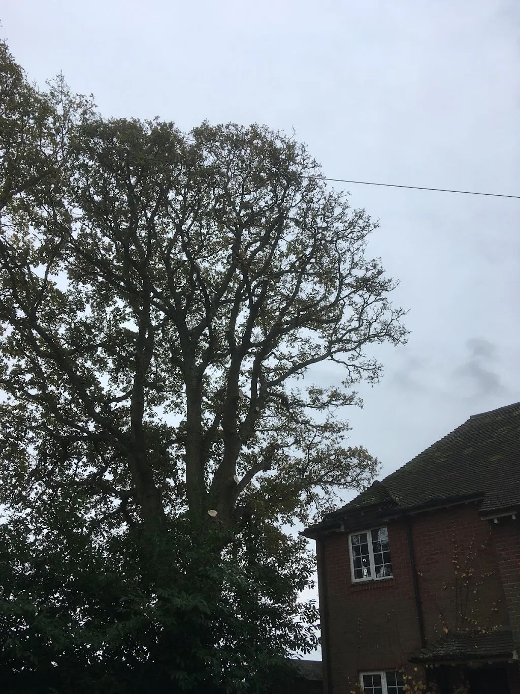 Tree Care photo 225