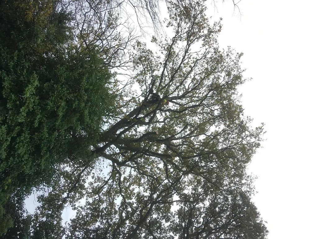 Tree Care photo 226